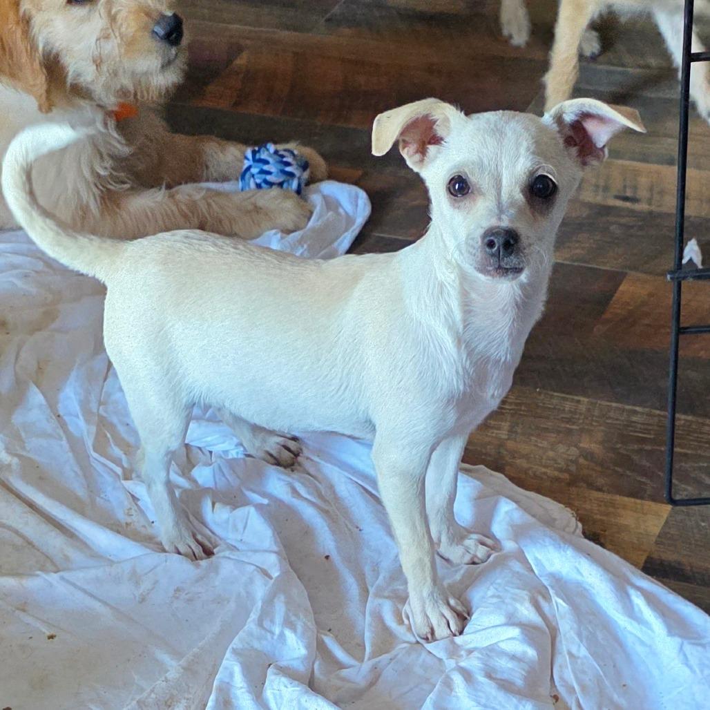 Alamo, a Adoptable mixed breed in Goltry, OK image 2/5