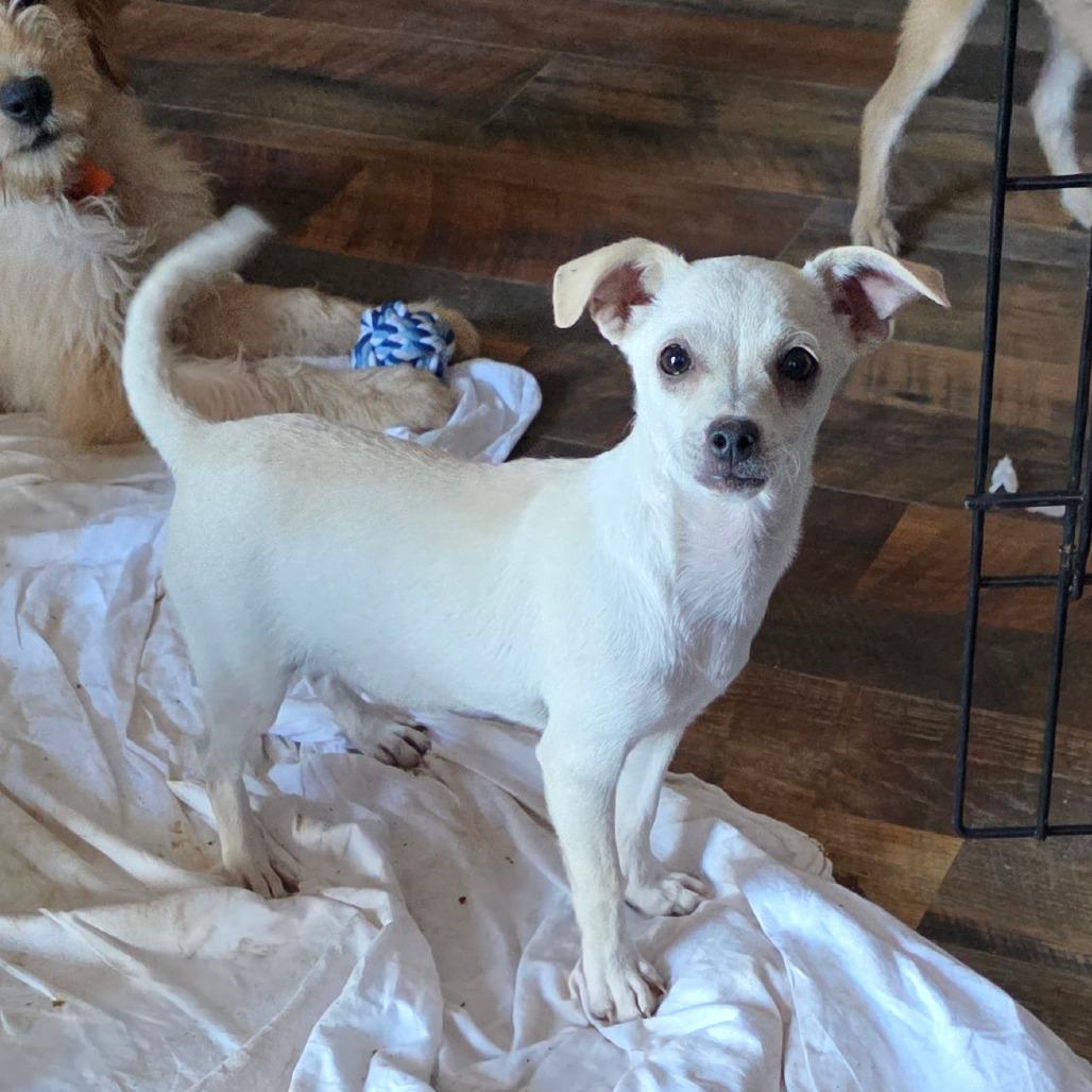 Alamo, a Adoptable mixed breed in Goltry, OK image 3/5