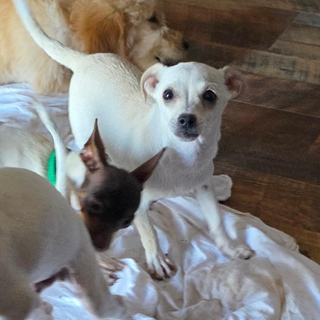 Alamo, a Adoptable mixed breed in Goltry, OK image 5/5