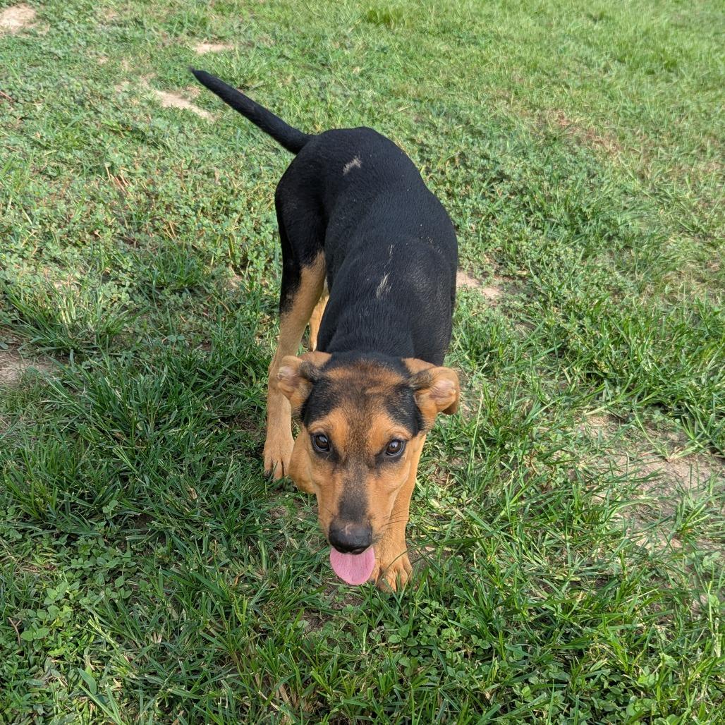Enlarge Salad, a Adoptable mixed breed in Livingston, TX image 1/1