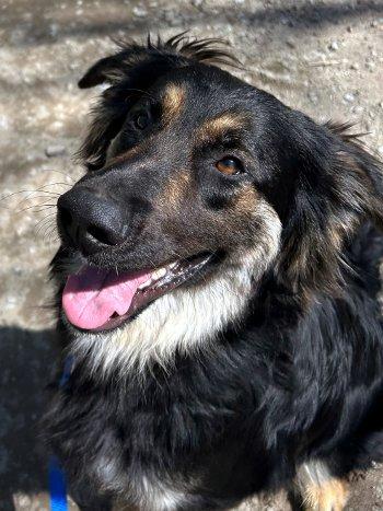 Enlarge Rocky, a Adoptable mixed breed in Bedford Hills, NY image 4/6