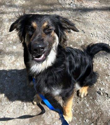 Enlarge Rocky, a Adoptable mixed breed in Bedford Hills, NY image 5/6