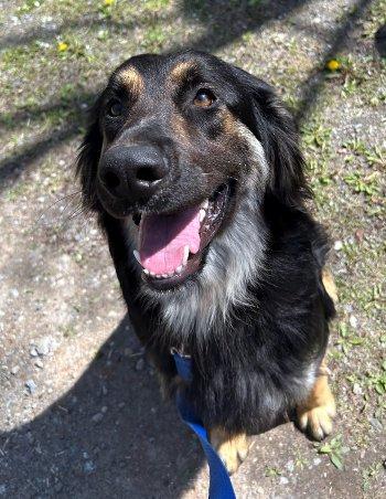 Rocky, Adoptable, Puppy Male Shepherd & Collie.