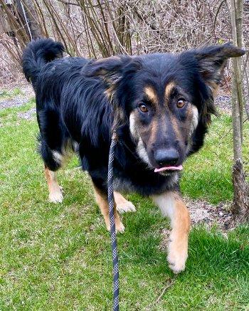Enlarge Rocky, a Adoptable mixed breed in Bedford Hills, NY image 6/6