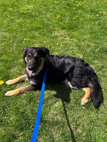 Enlarge Rocky, a Adoptable mixed breed in Bedford Hills, NY image 3/6