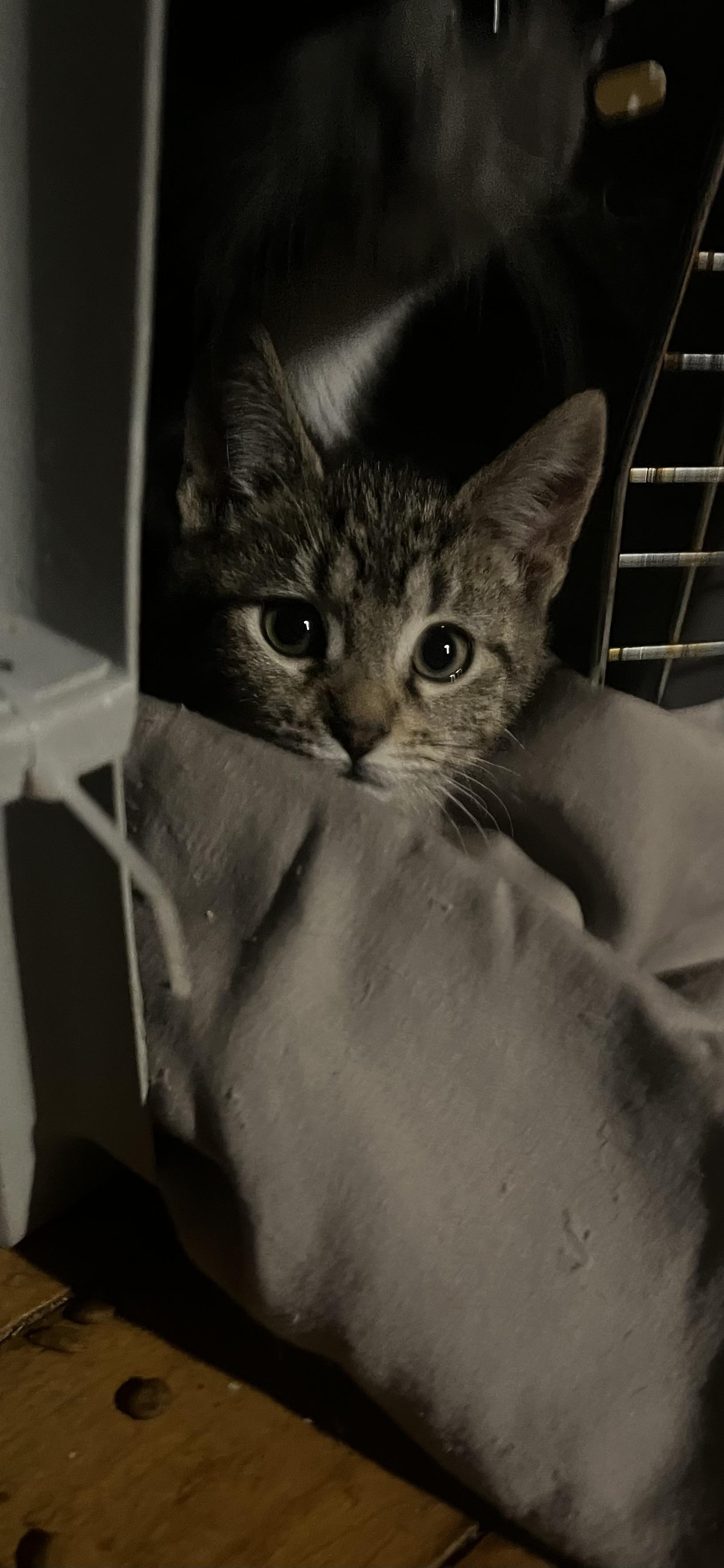 Ophelia, Adopted, Kitten Female Tabby.