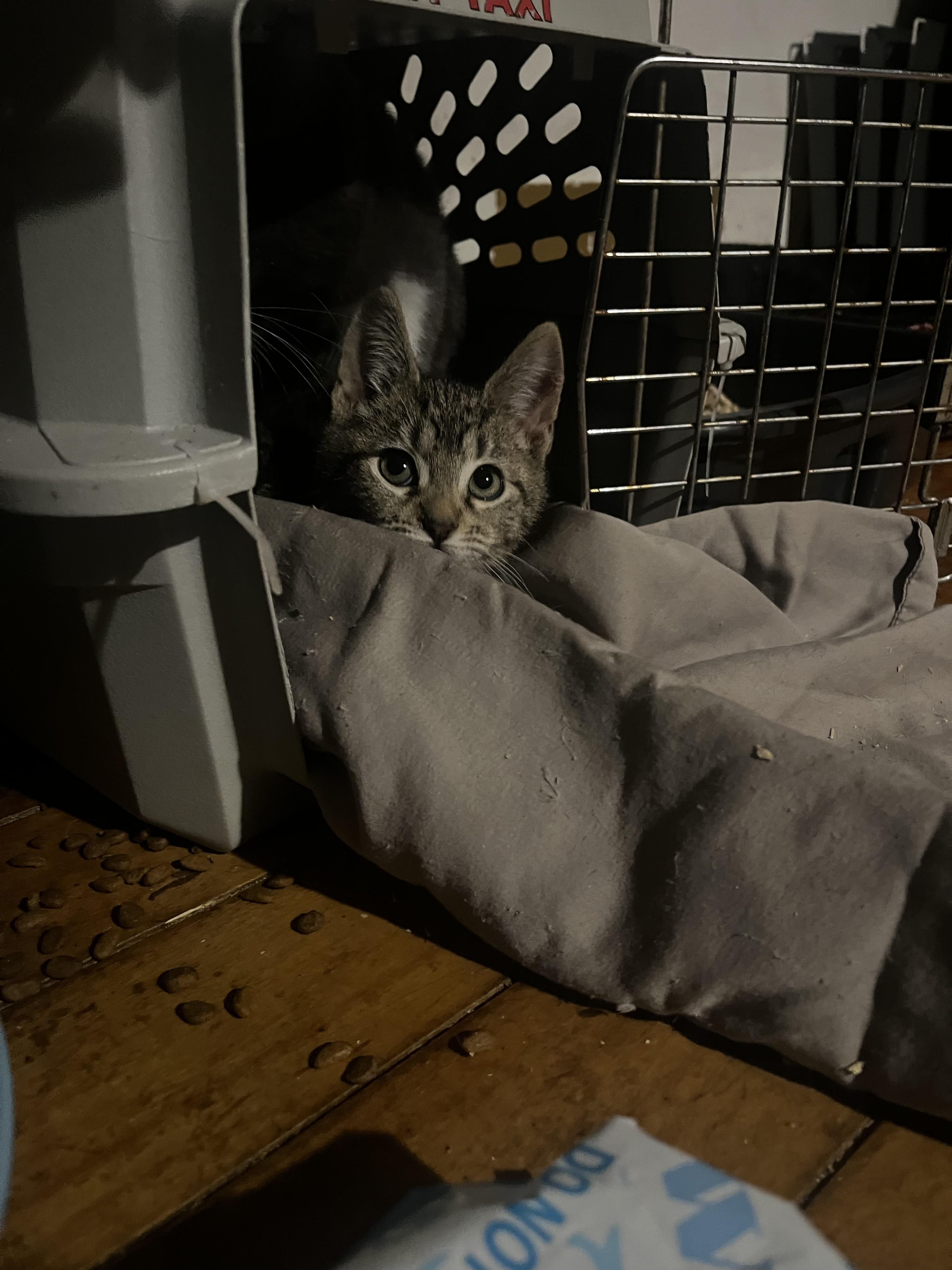 Enlarge Ophelia, a Adopted Tabby in Newark valley, NY image 3/5