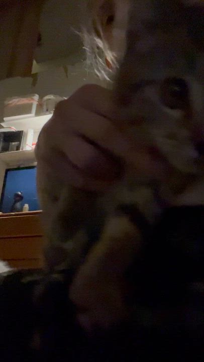 Enlarge Ophelia, a Adopted Tabby in Newark valley, NY video 5/5