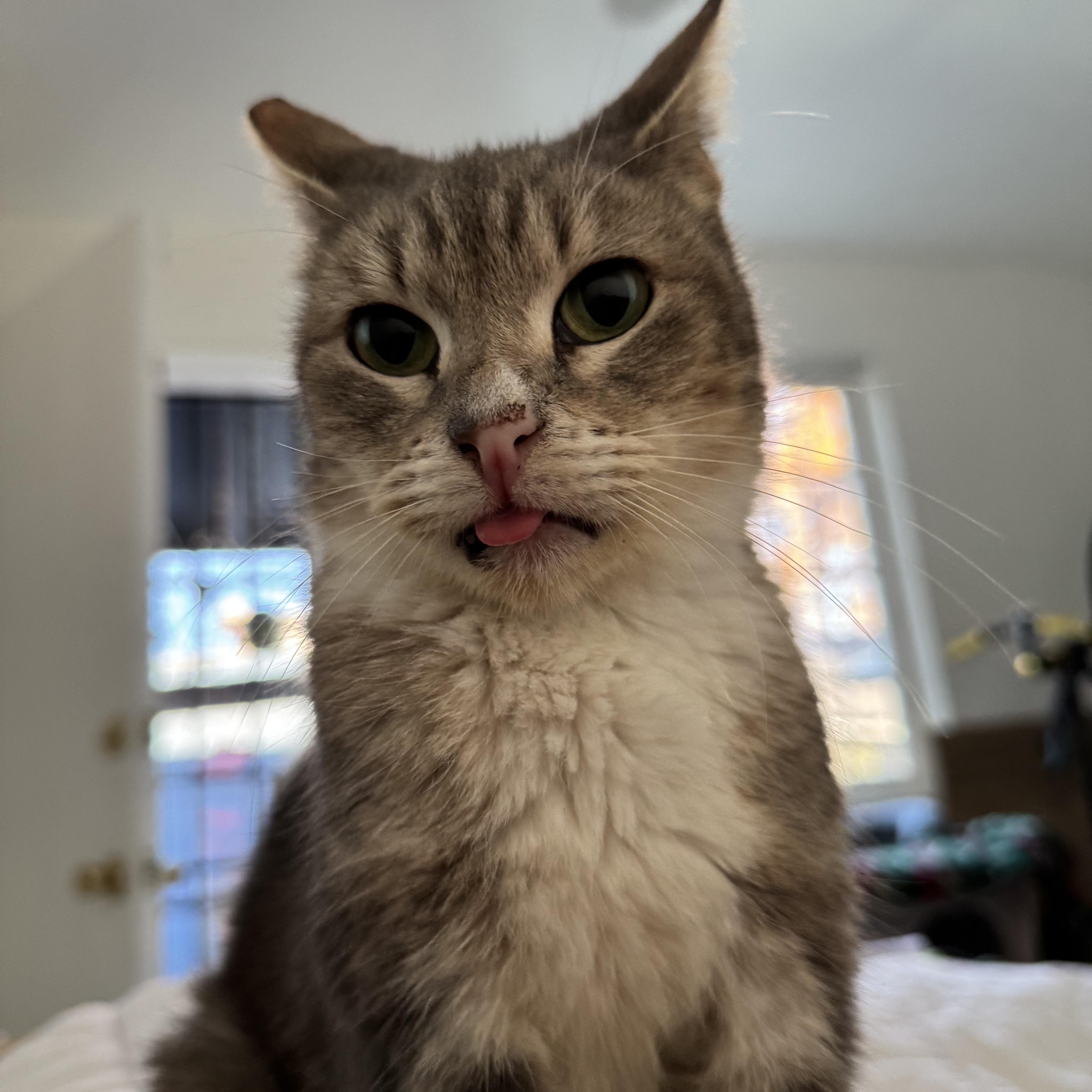 Enlarge Misty, a ADOPTABLE Domestic Short Hair in Pacific Palisades, CA image 1/5