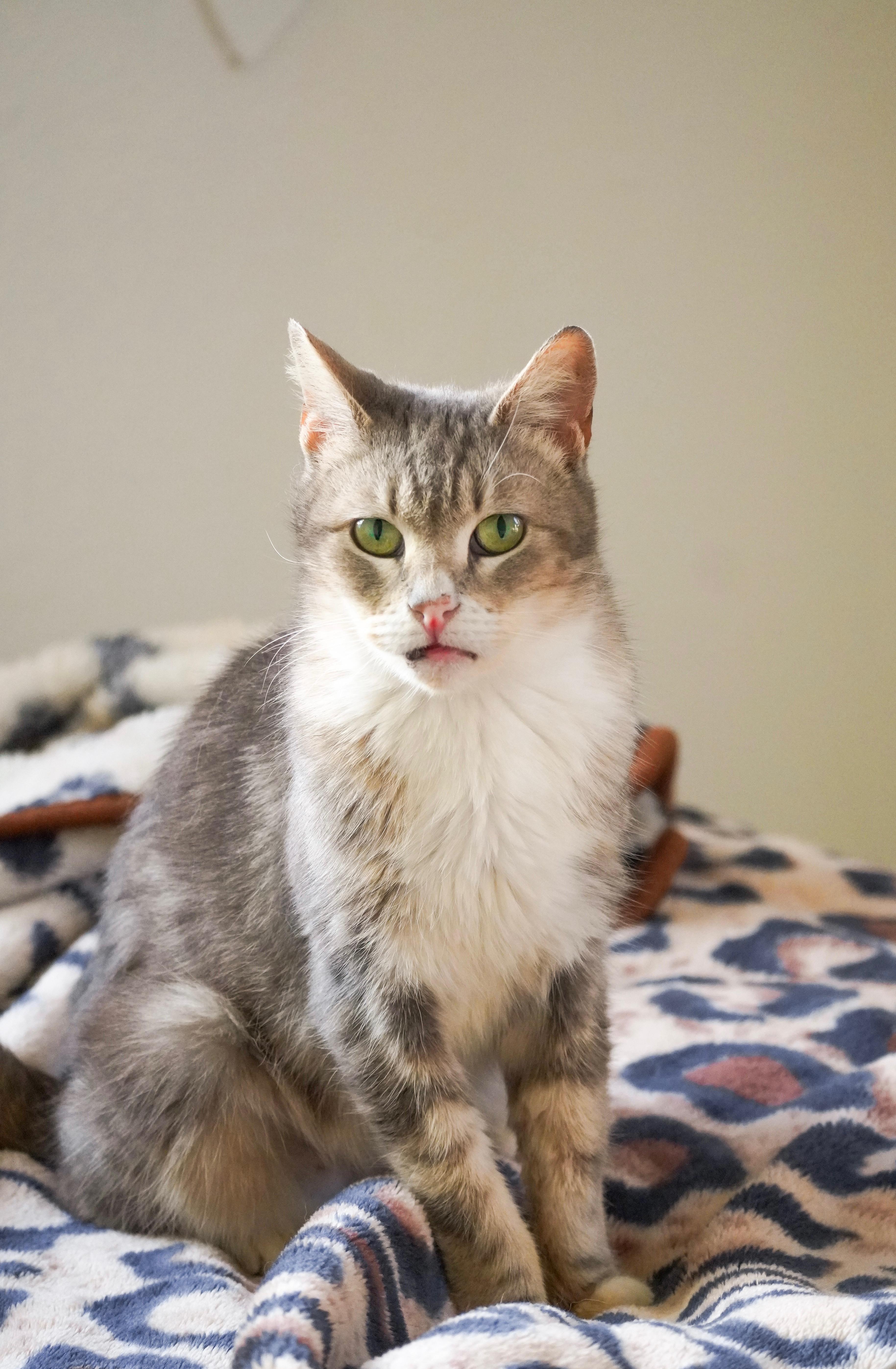 Enlarge Misty, a ADOPTABLE Domestic Short Hair in Pacific Palisades, CA image 1/6