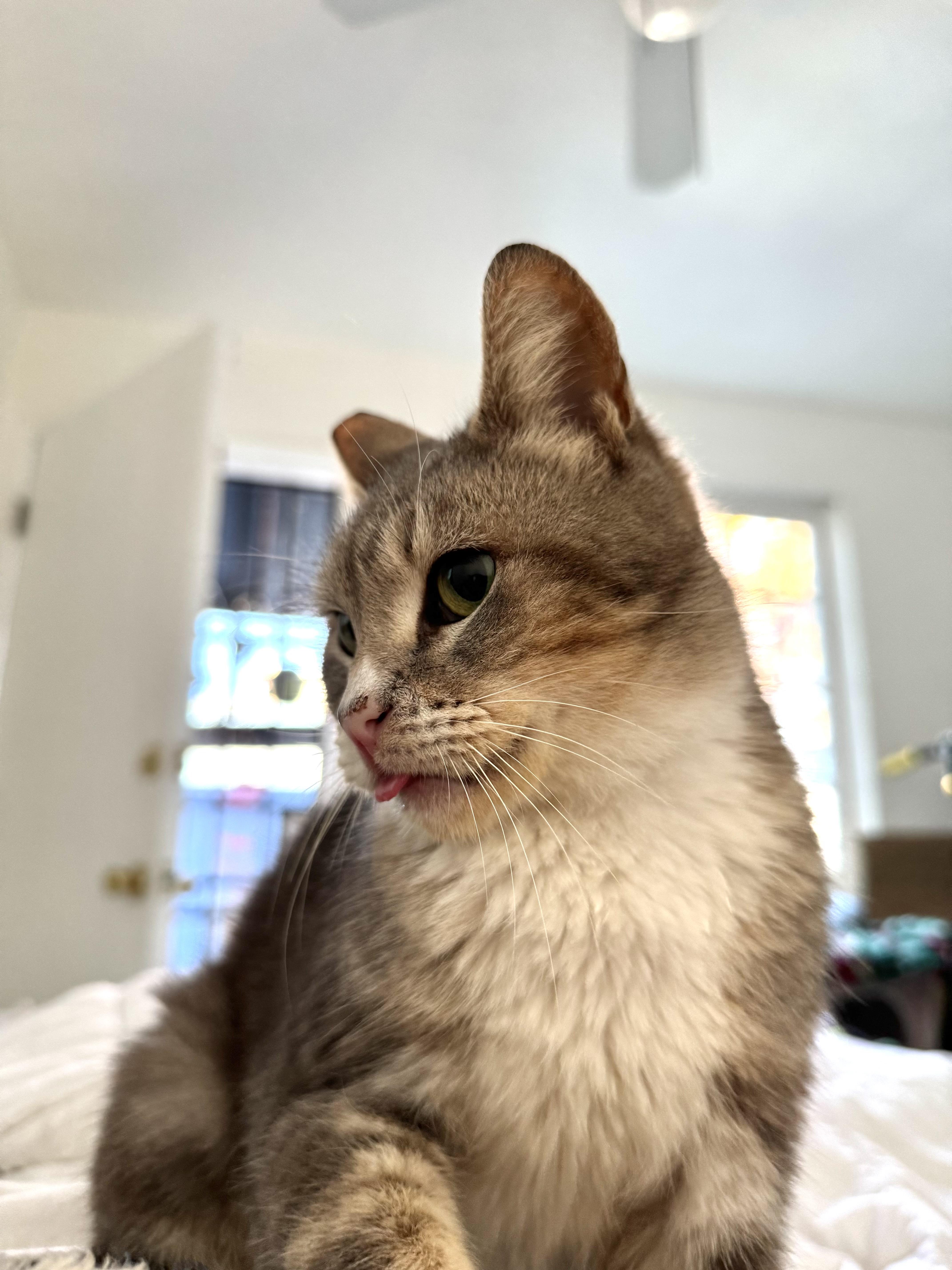 Enlarge Misty, a ADOPTABLE Domestic Short Hair in Pacific Palisades, CA image 4/5