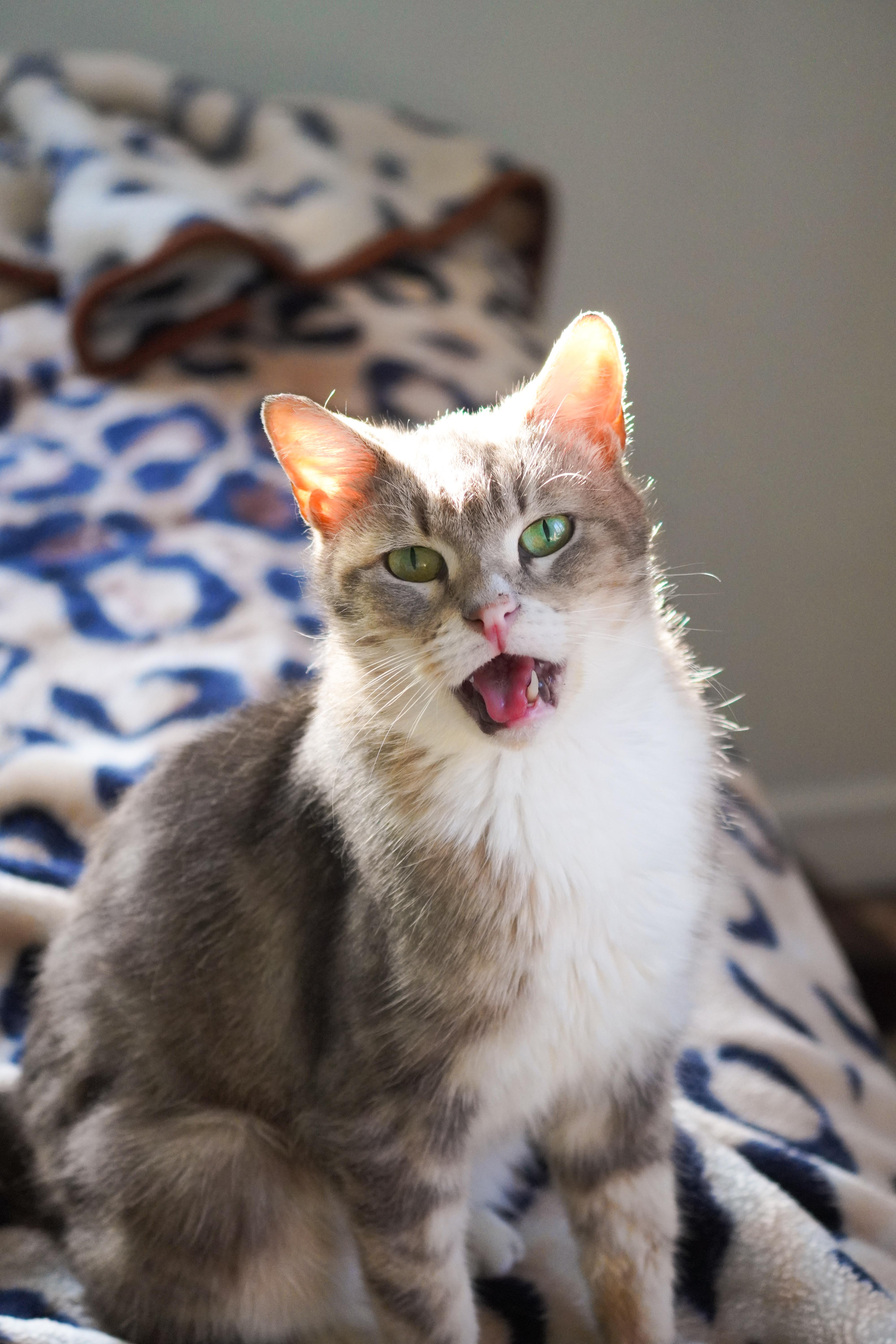 Enlarge Misty, a ADOPTABLE Domestic Short Hair in Pacific Palisades, CA image 2/6