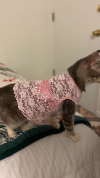 Enlarge Misty, a ADOPTABLE Domestic Short Hair in Pacific Palisades, CA video 3/6