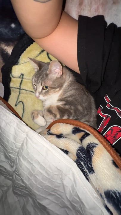 Enlarge Misty, a ADOPTABLE Domestic Short Hair in Pacific Palisades, CA video 6/6