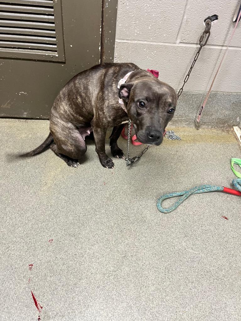 Seraphina, a Adoptable mixed breed in Hopkinsville, KY image 2/2