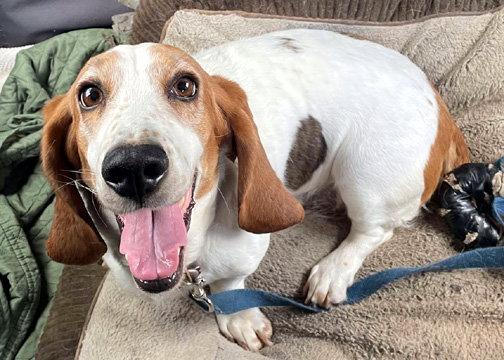 JULIET, Adopted, Senior Female Basset Hound.