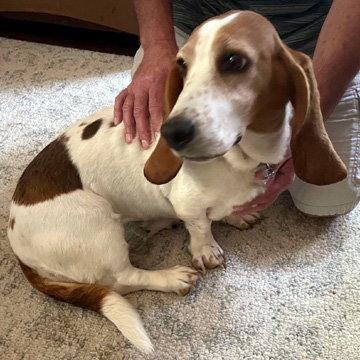 Enlarge JULIET, a Adopted Basset Hound in Mays Landing, NJ image 2/3