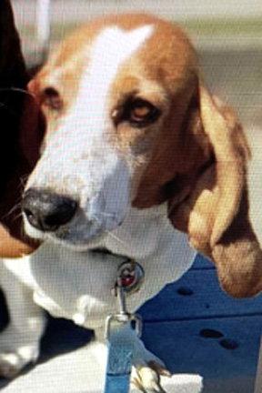 Enlarge JULIET, a Adopted Basset Hound in Mays Landing, NJ image 3/3