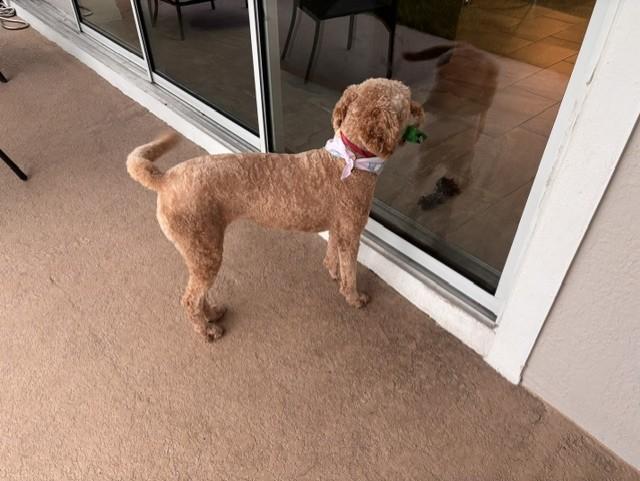 Enlarge Peaches, an adopted Goldendoodle in Orlando, FL image 6/6