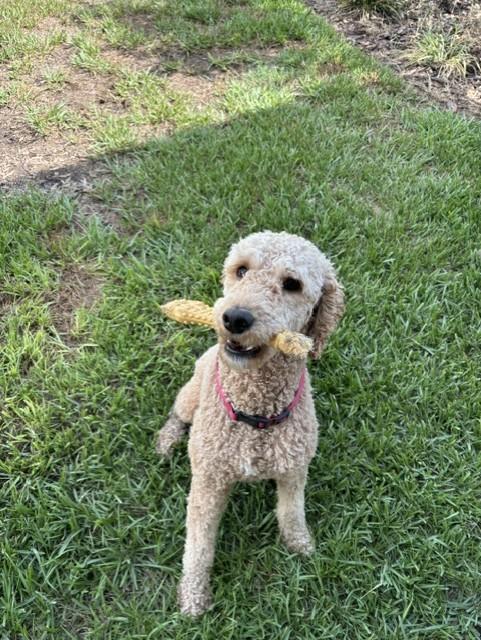 Enlarge Peaches, an adopted Goldendoodle in Orlando, FL image 4/6
