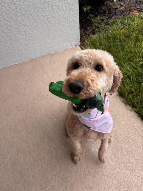 Enlarge Peaches, an adopted Goldendoodle in Orlando, FL image 5/6