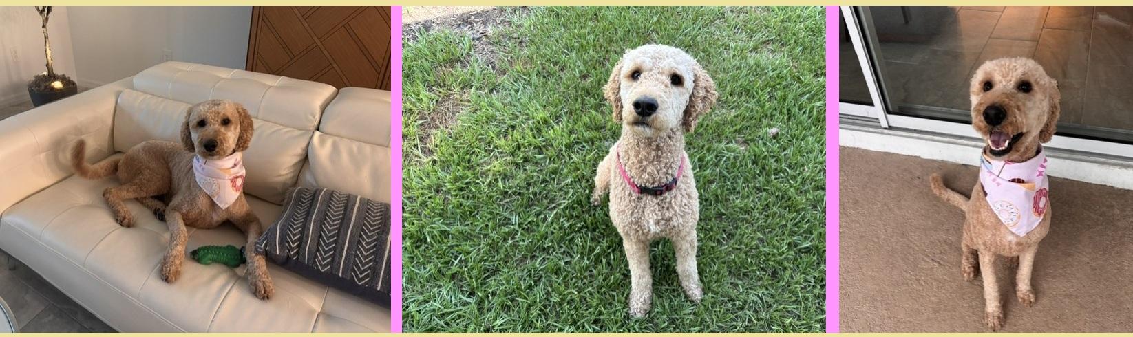 Enlarge Peaches, an adopted Goldendoodle in Orlando, FL image 2/6