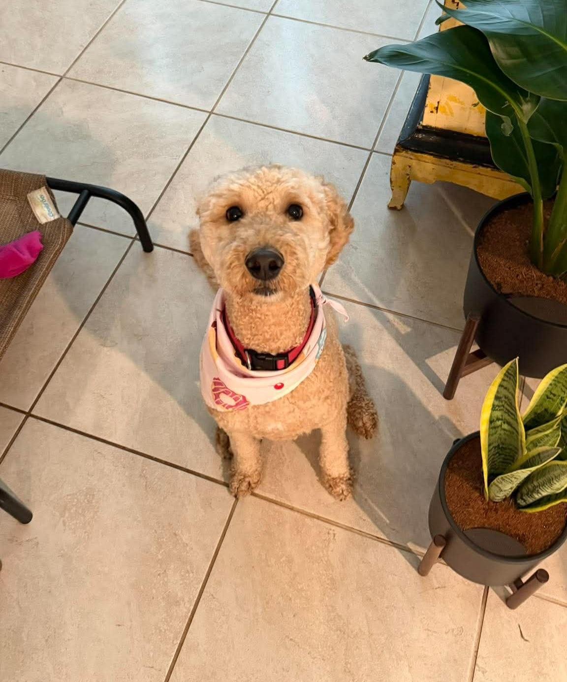 Enlarge Peaches, an adopted Goldendoodle in Orlando, FL image 1/6