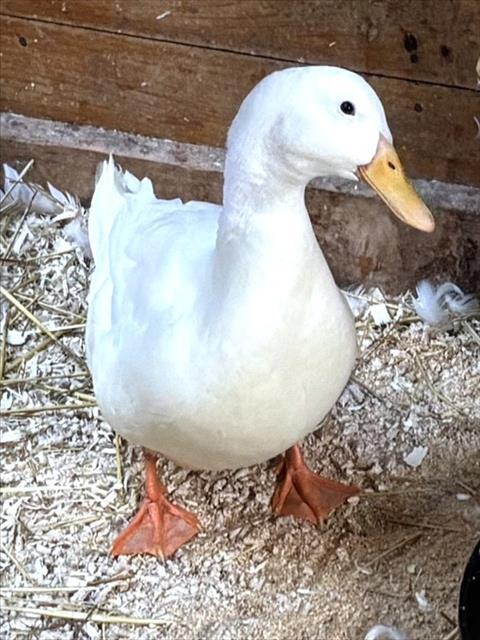 SANDY, Adoptable, Baby Male Duck.