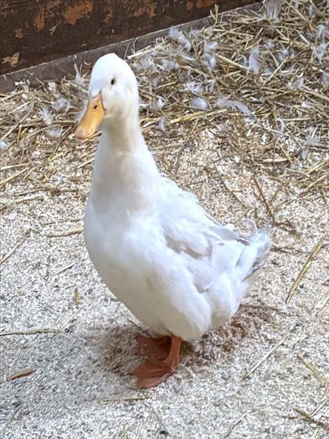 Enlarge SANDY, a Adoptable Duck in Dedham, MA image 1/1