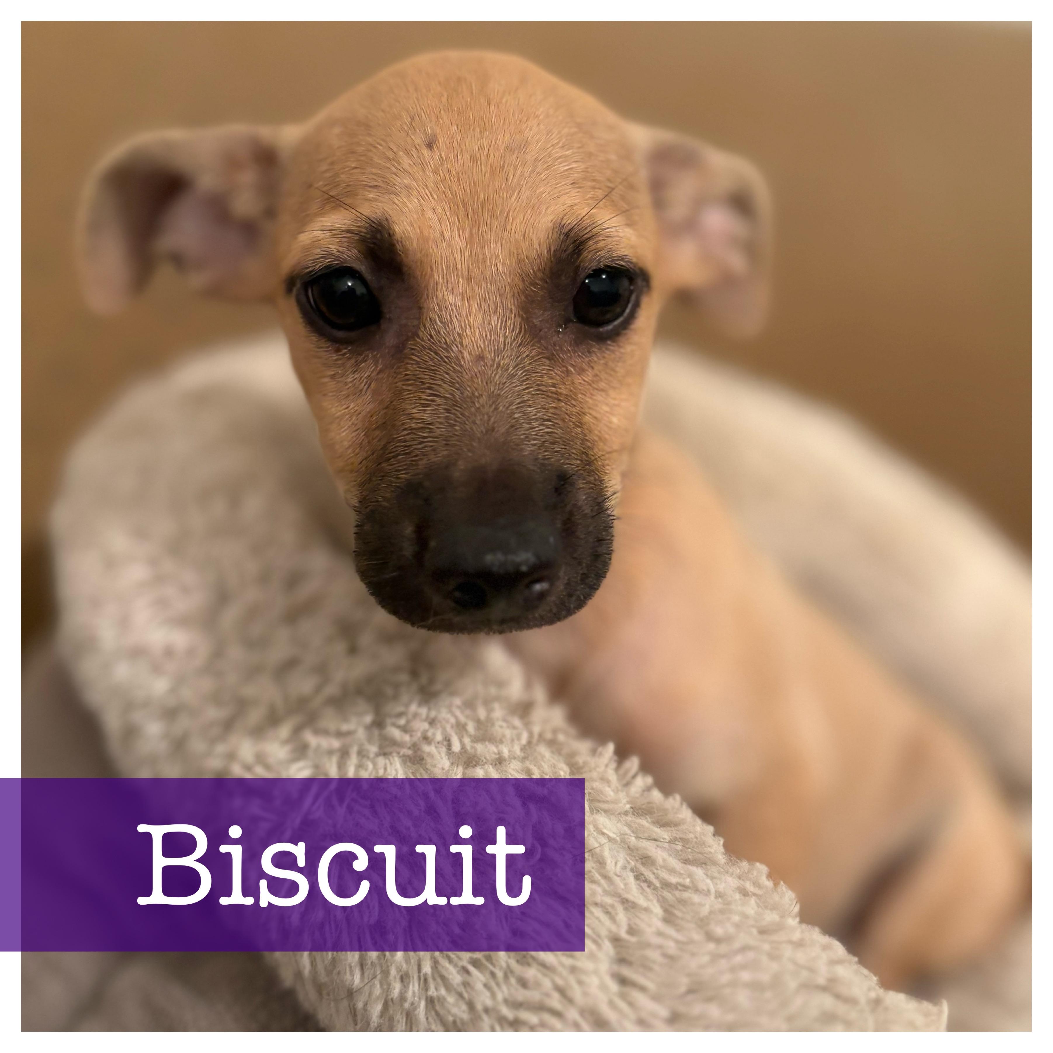Biscuit Chiweenie Dog