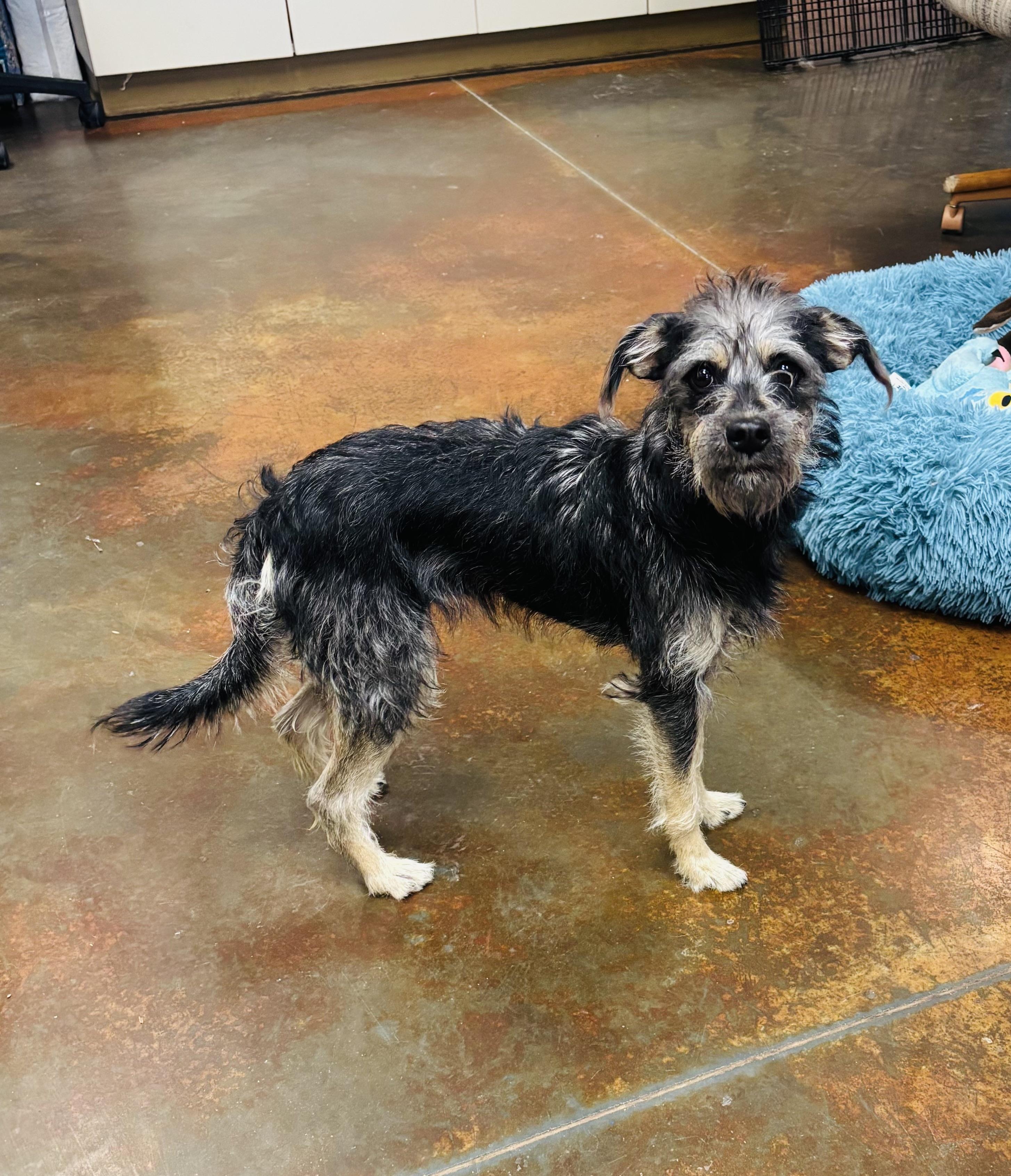 Enlarge Sansa , a ADOPTABLE mixed breed in Council Bluffs, IA image 1/1