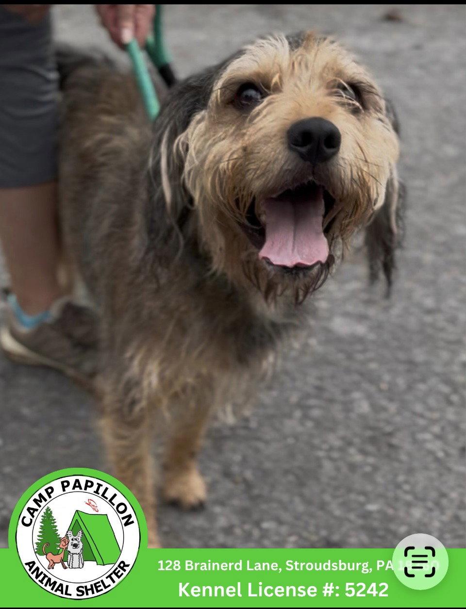 Scooby, Adoptable, Adult Male Terrier.
