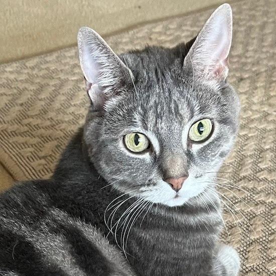 Enlarge Gabby, a Adoptable Domestic Short Hair in Manchester, CT image 3/5