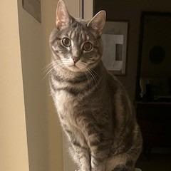 Enlarge Gabby, a Adoptable Domestic Short Hair in Manchester, CT image 4/5