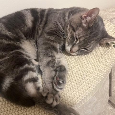 Enlarge Gabby, a Adoptable Domestic Short Hair in Manchester, CT image 5/5