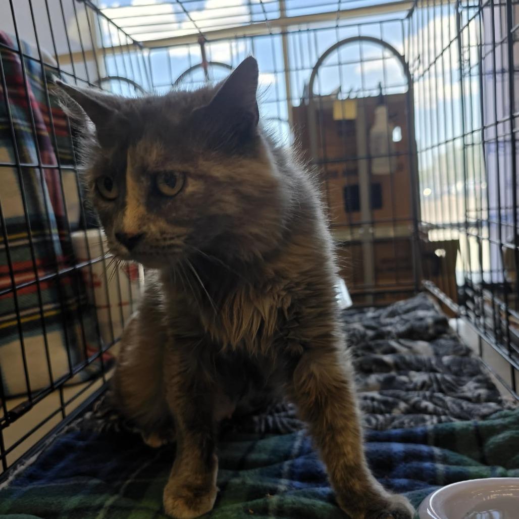 Zucchini, a Adoptable mixed breed in Amarillo, TX image 2/6