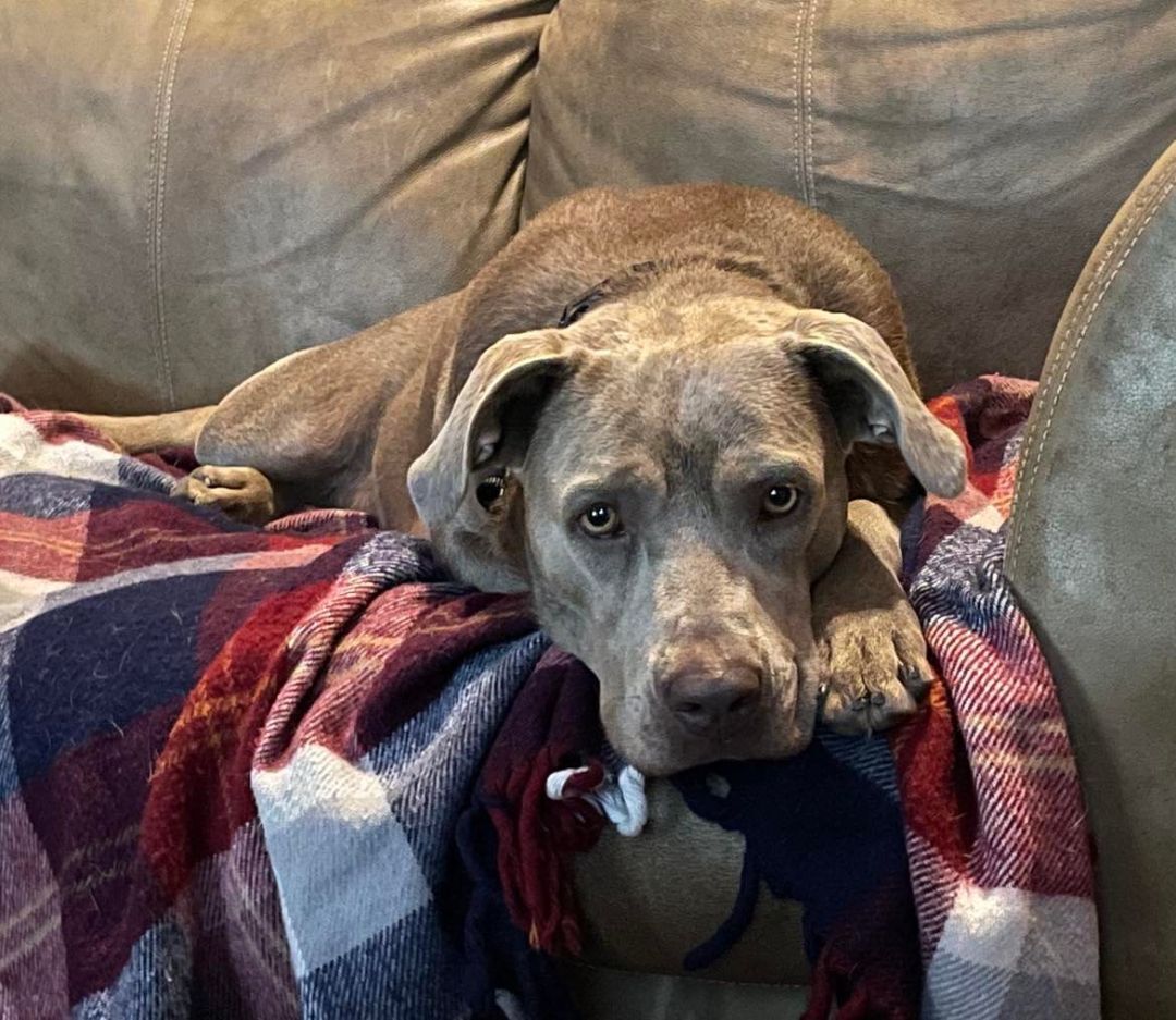 Ahsoka aka "RatDog", a Adoptable mixed breed in Brookshire, TX image 1/11