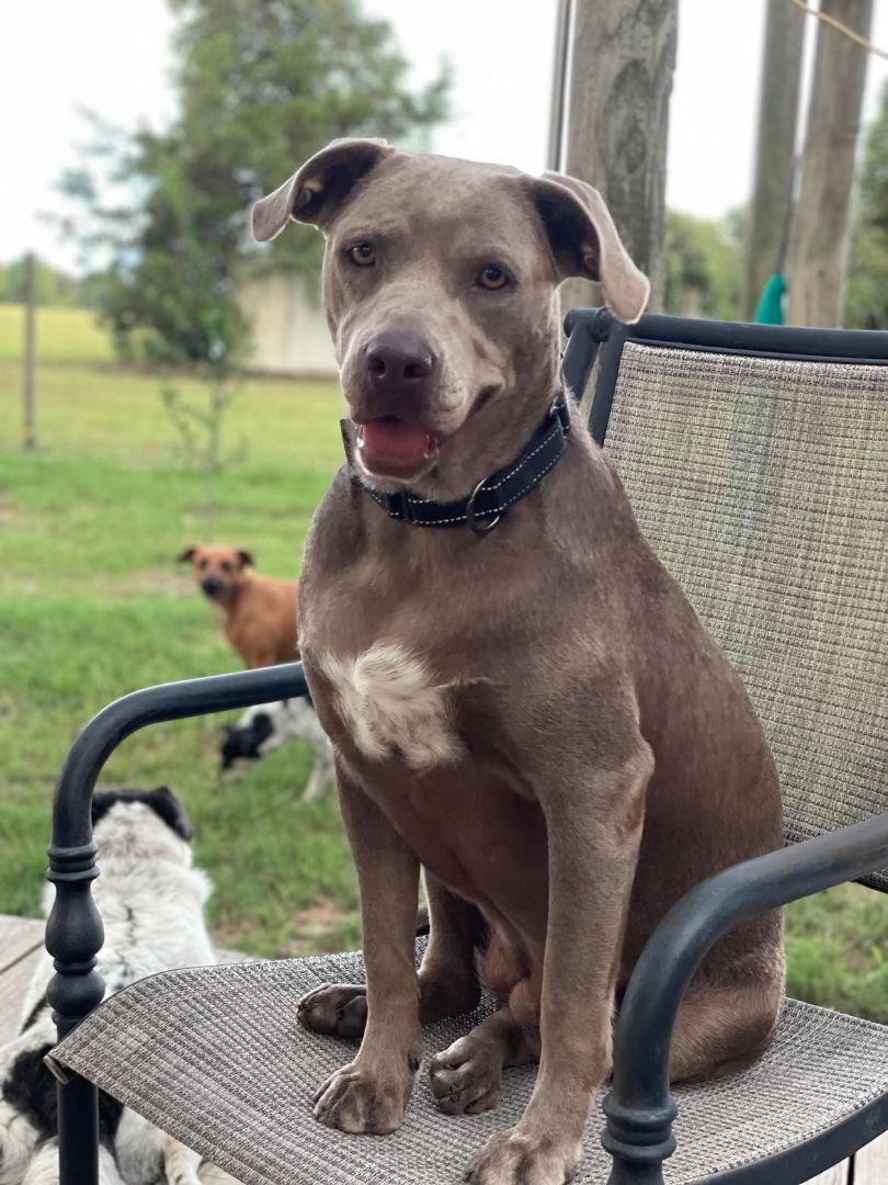 Ahsoka aka "RatDog", a Adoptable mixed breed in Brookshire, TX image 2/11