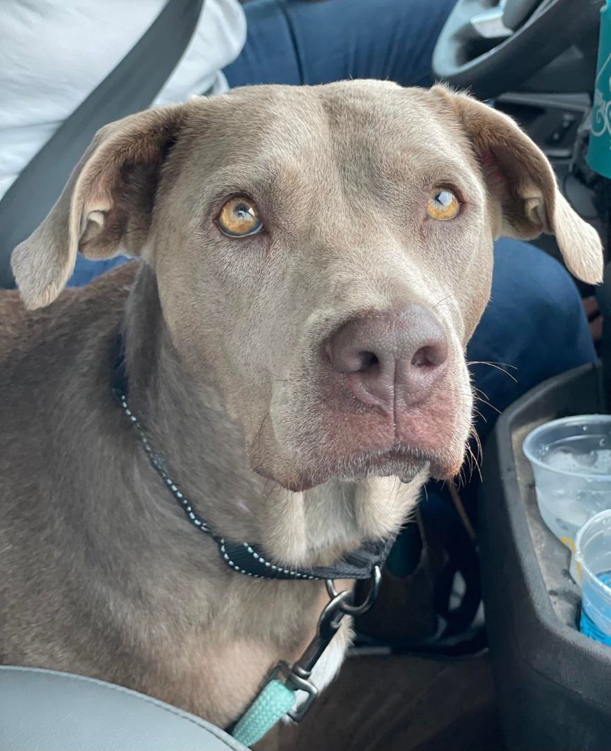 Ahsoka aka "RatDog", a Adoptable mixed breed in Brookshire, TX image 3/11