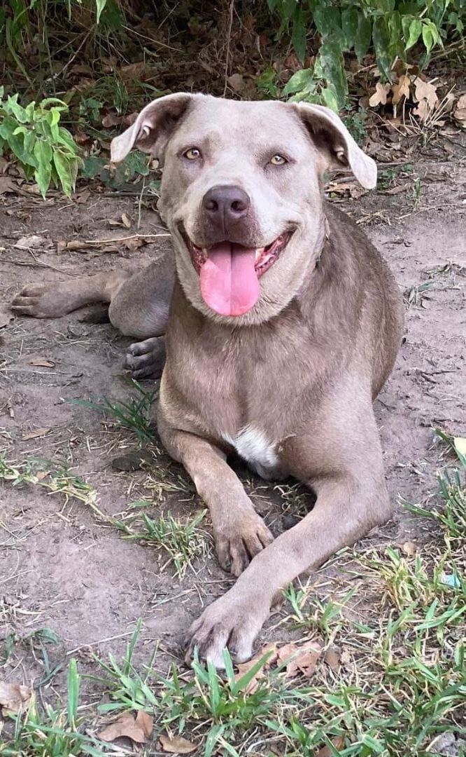 Ahsoka aka "RatDog", a Adoptable mixed breed in Brookshire, TX image 4/11