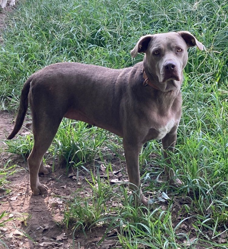 Ahsoka aka "RatDog", a Adoptable mixed breed in Brookshire, TX image 5/11