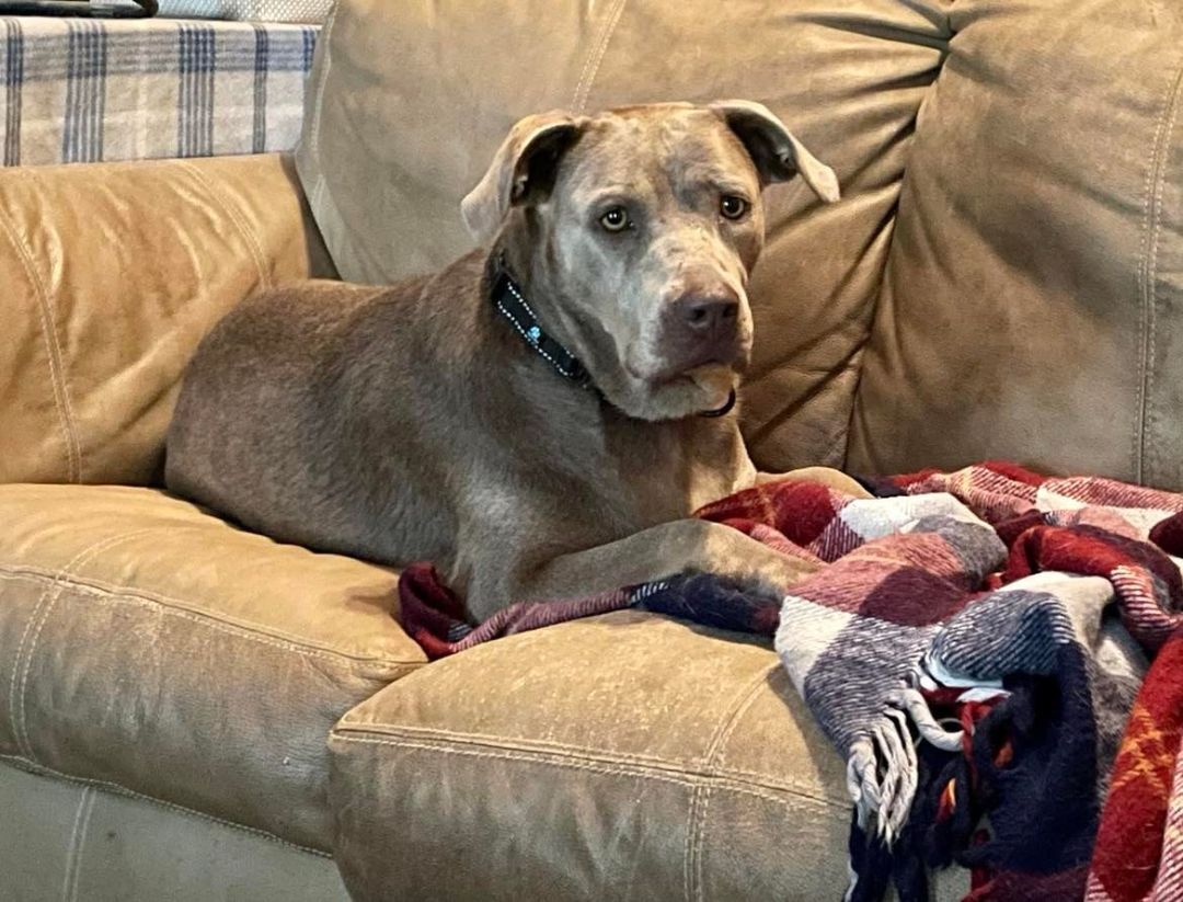 Ahsoka aka "RatDog", a Adoptable mixed breed in Brookshire, TX image 6/11