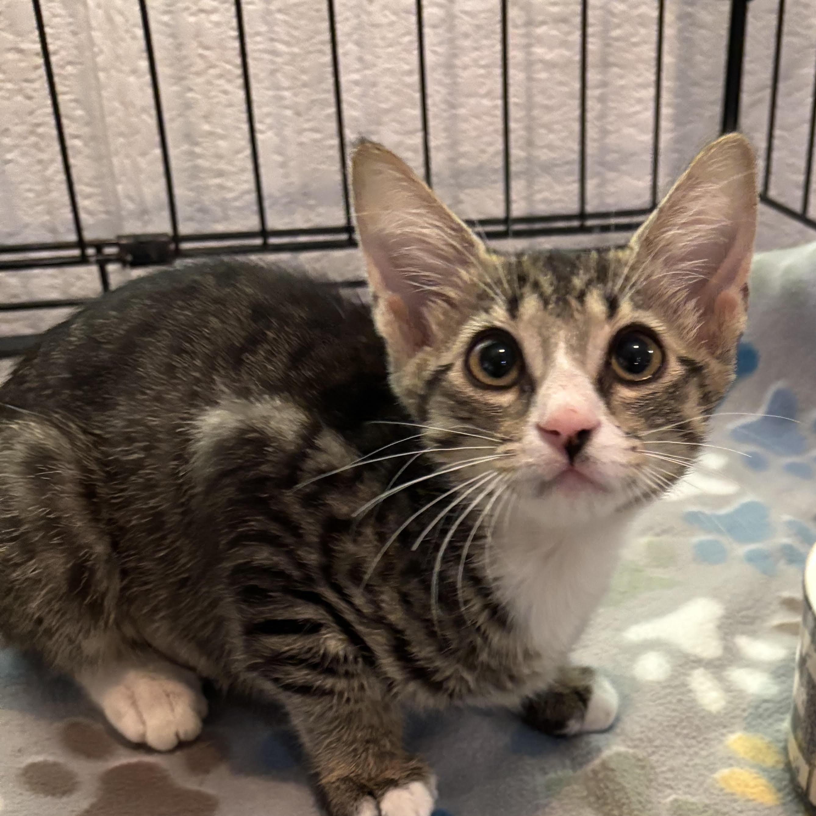 Sadie 6560, adopted, Kitten Female Domestic Short Hair.