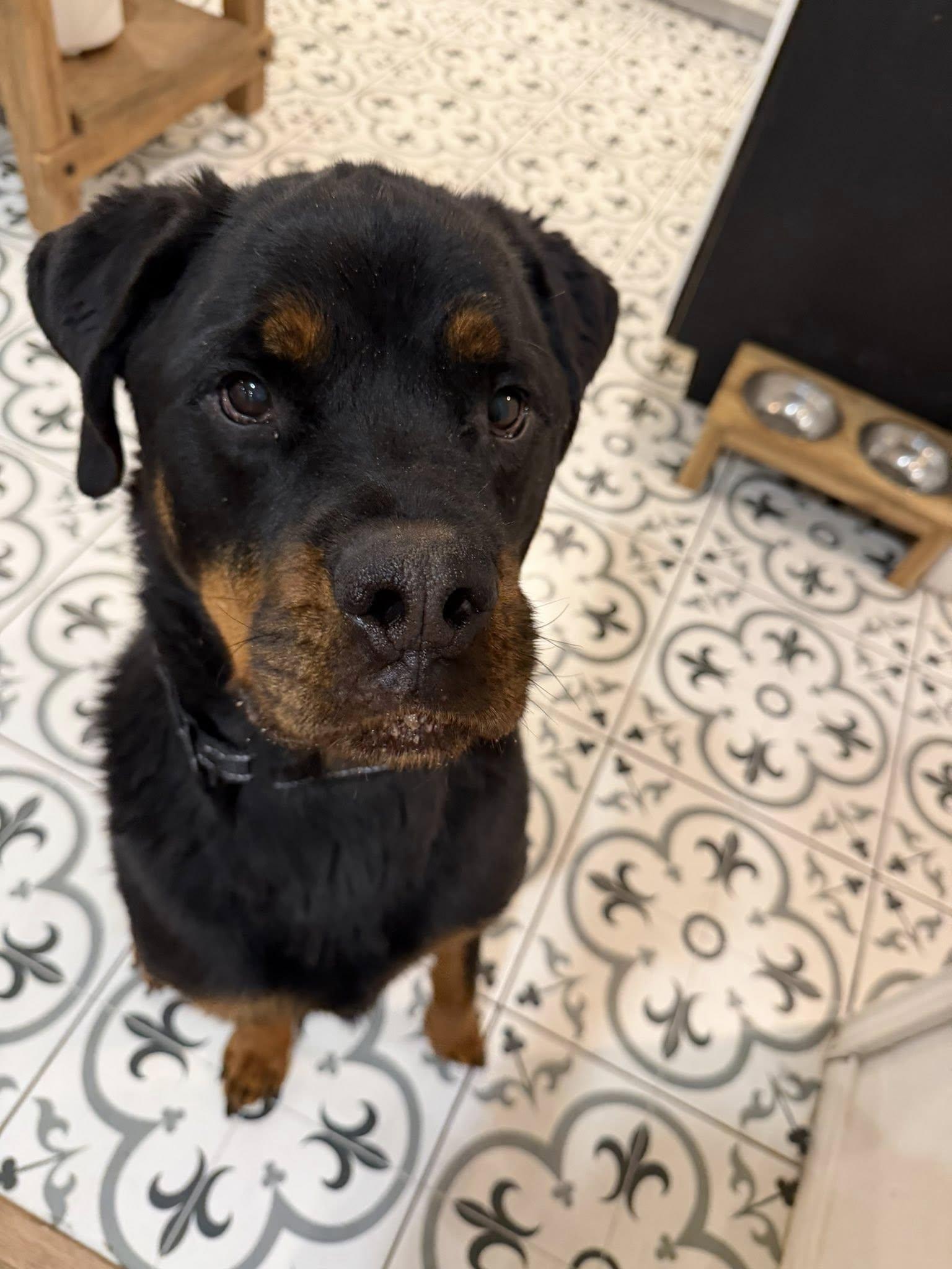 Enlarge Luca, an adopted Rottweiler in Polk, OH image 2/3