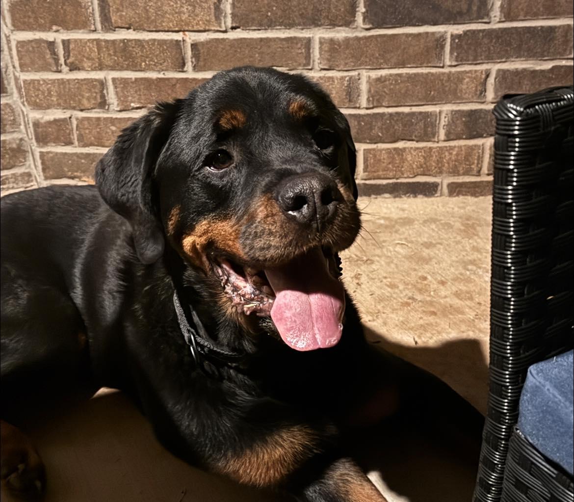 Enlarge Luca, an adopted Rottweiler in Polk, OH image 3/3