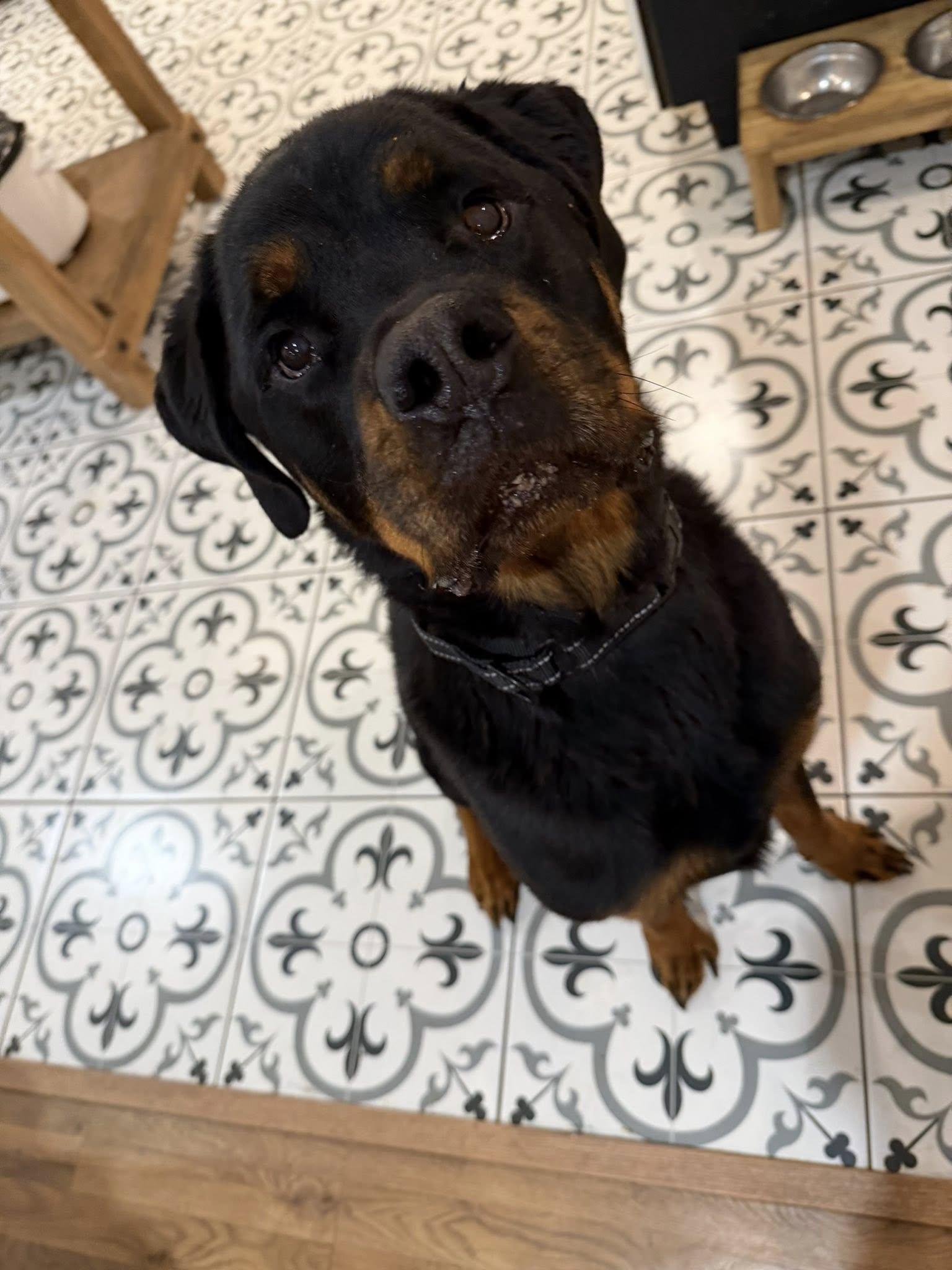 Enlarge Luca, an adopted Rottweiler in Polk, OH image 1/3