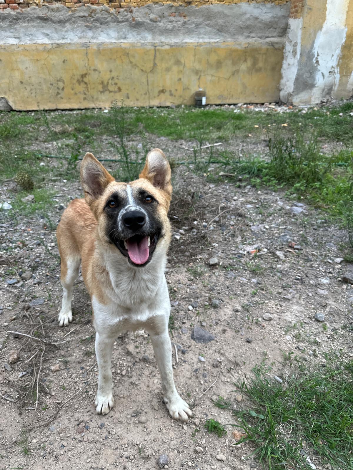 Cindy, a Adoptable mixed breed in Sherwood, OR image 1/3