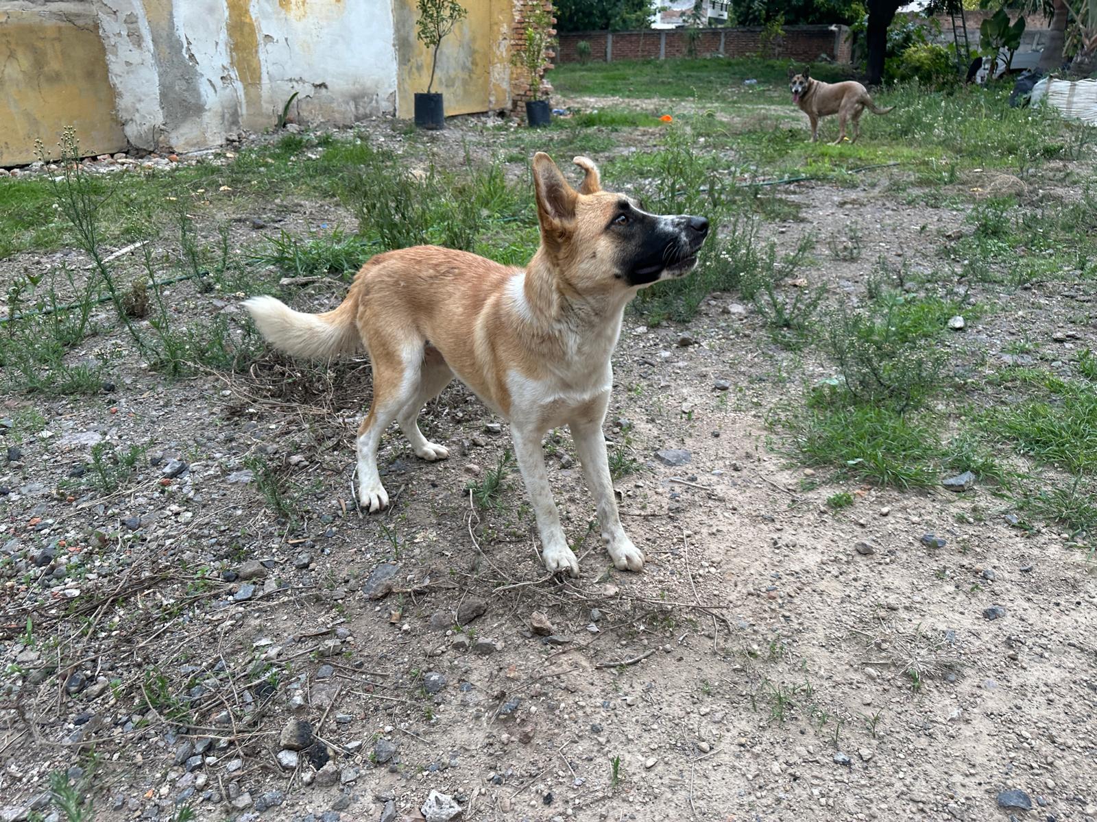 Cindy, a Adoptable mixed breed in Sherwood, OR image 2/3