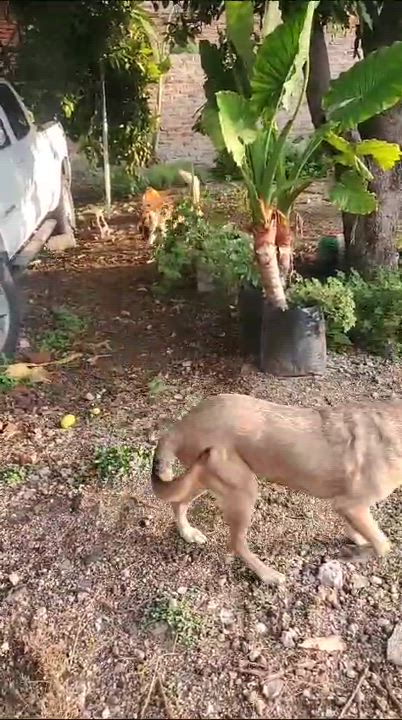 Enlarge Cindy, a Adoptable mixed breed in Sherwood, OR video 3/3