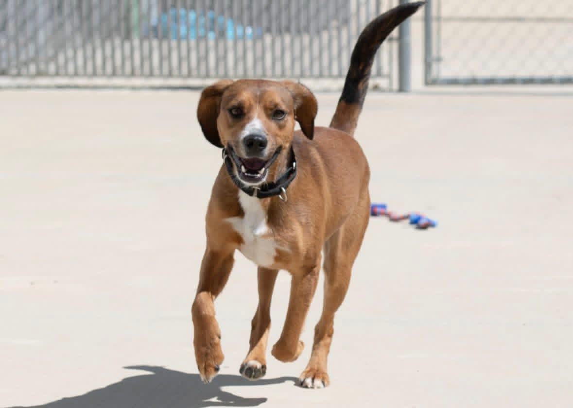 Foster Rocco!, ADOPTABLE, Adult Male Hound.